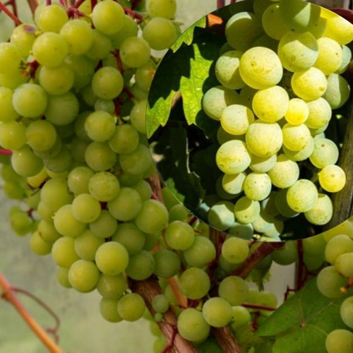 Vitis vinifera 'Supaga' - Harilik viinapuu 'Supaga' C7/7L